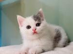 kimo - Munchkin Cat For Sale - Staten Island, NY, US