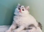 Momo - Munchkin Cat For Sale - Staten Island, NY, US