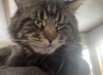 10 week old male Mischief and Mayhems Smoke - Maine Coon Cat For Sale - Marshalltown, IA, US