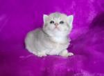 Merlin - British Shorthair Cat For Sale - New York, NY, US