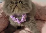 Pearls litter - Exotic Cat For Sale - Conroe, TX, US