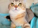 Joji - British Shorthair Cat For Sale - New York, NY, US