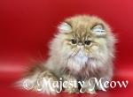 Portos - Persian Cat For Sale - Yucca Valley, CA, US