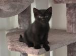 Jet Black - Bengal Cat For Sale - Concord, NH, US