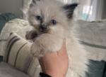 Tica seal point male - Ragdoll Cat For Sale - Butler, PA, US