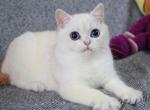 Chris - British Shorthair Cat For Sale - Brooklyn, NY, US