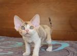 Julien - Devon Rex Cat For Sale - Brooklyn, NY, US