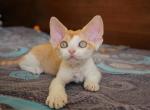 Jay Jay - Devon Rex Cat For Sale - Brooklyn, NY, US