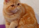 Ibis - Persian Cat For Sale - Brooklyn, NY, US