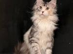 Kamelia - Maine Coon Cat For Sale - Brooklyn, NY, US