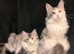 Karmen - Maine Coon Cat For Sale - Brooklyn, NY, US