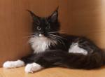 Mane Homelife - Maine Coon Cat For Sale - Brooklyn, NY, US