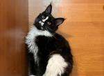 Mone Homelife - Maine Coon Cat For Sale - Brooklyn, NY, US