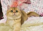 Sonya - British Shorthair Cat For Sale - Brooklyn, NY, US