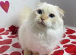 Louis - Munchkin Cat For Sale - Ava, MO, US