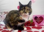 Aurora - Munchkin Cat For Sale - Ava, MO, US