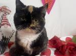 Dottie - Ragamuffin Cat For Sale - Ava, MO, US