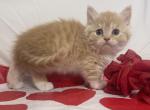 Poppy - Munchkin Cat For Sale - Ava, MO, US