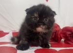 Briar - Munchkin Cat For Sale - Ava, MO, US