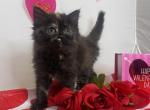 Scarlet - Munchkin Cat For Sale - Ava, MO, US