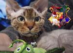 Felix Felicis - Devon Rex Cat For Sale - Spokane, WA, US