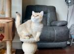 Lulu - British Shorthair Cat For Sale - New York, NY, US