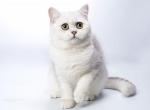 Lili - British Shorthair Cat For Sale - New York, NY, US