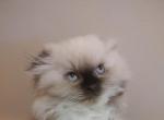 Scottish fold - Scottish Fold Cat For Sale - Coshocton, OH, US