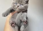 Remy Blue British shorthair kitten - British Shorthair Cat For Sale - Athens, GA, US