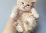 Watson Orange British shorthair boy - British Shorthair Cat For Sale - Athens, GA, US