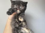 Penny Tortoiseshell British shorthair girl - British Shorthair Cat For Sale - Athens, GA, US