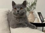 Chloe - British Shorthair Cat For Sale - Battle Ground, WA, US