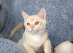 Oregon - European Burmese Cat For Sale - ID, US