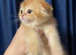 Sun and Snow HAVE ARRIVED - Scottish Fold Cat For Sale - Fort Wayne, IN, US