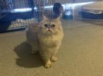 Apollo - Persian Cat For Sale - Las Vegas, NV, US