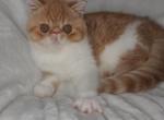 Landon - Exotic Cat For Sale - Lemont, IL, US