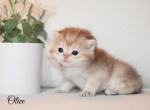 Olive - British Shorthair Cat For Sale - Federal Way, WA, US
