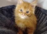 Weazel Deadpool themed litter - Maine Coon Cat For Sale - Kingman, AZ, US