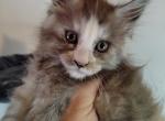 Angel Deadpool themed litter - Maine Coon Cat For Sale - Kingman, AZ, US