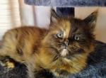 Vanessa Deadpool themed litter - Maine Coon Cat For Sale - Kingman, AZ, US