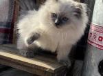 Holden - Ragdoll Cat For Sale - North Lima, OH, US