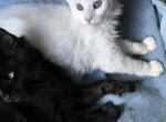 Ellie - Maine Coon Cat For Sale - Chipley, FL, US