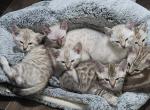 Snow bengals - Bengal Cat For Sale - Tenino, WA, US