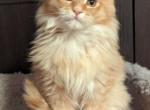 Fiona - Maine Coon Cat For Sale - Staten Island, NY, US