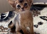 Vegas - Abyssinian Cat For Sale - Odesa, Odessa Oblast, UA