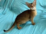 Aby babies purebred - Abyssinian Cat For Sale - Spring Hill, FL, US