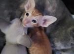 Tails - Oriental Cat For Sale - Co Spgs, CO, US