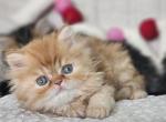 Valentines Day babies Dollface Persian - Persian Kitten For Sale - MI, US