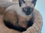 Sealpoint siamese male kitten - Siamese Cat For Sale - IL, US