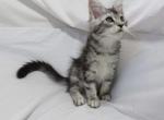 Blue Collar from O Litter - Maine Coon Cat For Sale - Las Vegas, NV, US